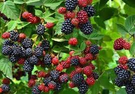Ежевика: полезное растение и вкусные ягоды